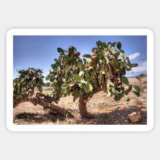 Opuntia ficus-indica Sticker